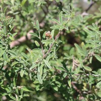 Indigofera oblongifolia Forssk.